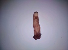 Horror movie prop silicone severed pinky finger film quality gore splatter spfx
