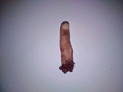 Horror movie prop silicone severed pinky finger film quality gore splatter spfx