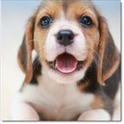 Doodlecards Happy Birthday Card Beagle Puppy