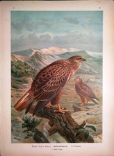 Stampa antica UCCELLI RAPACI POIANA A CODA BIANCA Naumann 1897 Antique print