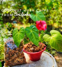 Coconut husk dry chips 100 natural clean organic fiber coco coir chips
