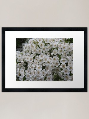 Schöne weiße Blüte gerahmte Kunst gerahmtes Wandbild Poster Leinwanddruck Bild