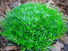 12 Sagina Subulata (Irish moss, SASU) seedling mini plug plants