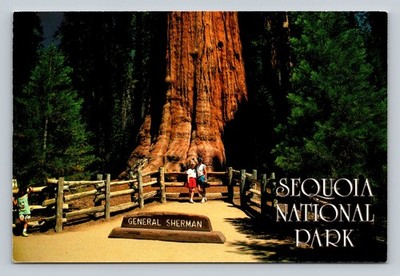 Sequoia National Park General Sherman Tree Vintage Colorscope Postcard