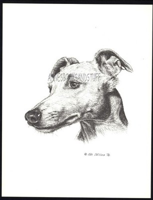 #120 WHIPPET portrait  dog art print * Pen and ink drawing * Jan Jellins