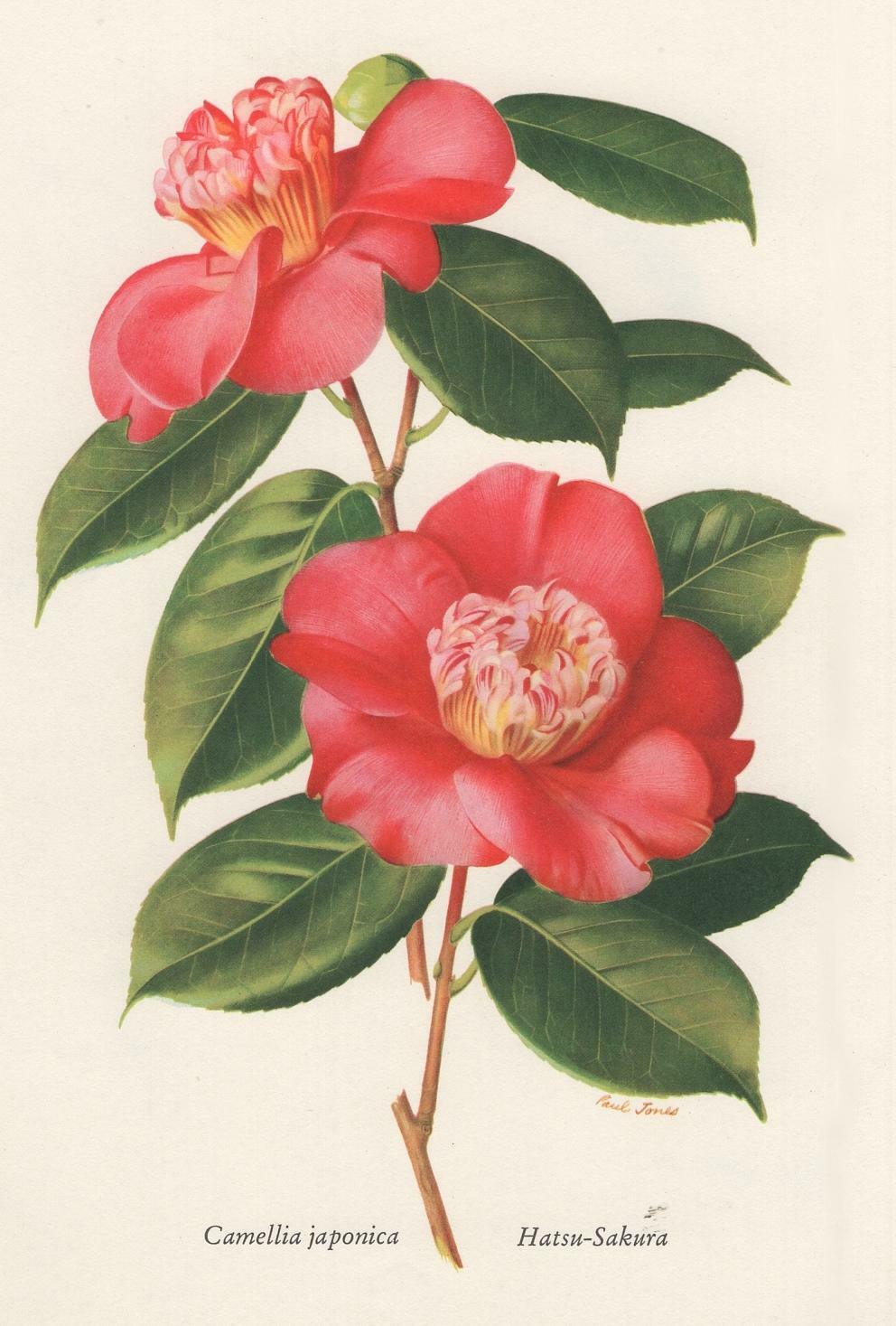 Fleur Camélia Japonica HatsuSakura Paul Jones Lithographie originale 1956 eBay