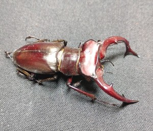 Lucanus elephas 57mm!