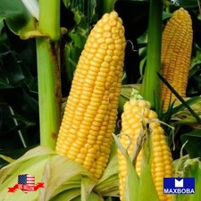 25 Sweet Honey Select Hybrid Corn Fresh Seeds Non-GMO Vegetable