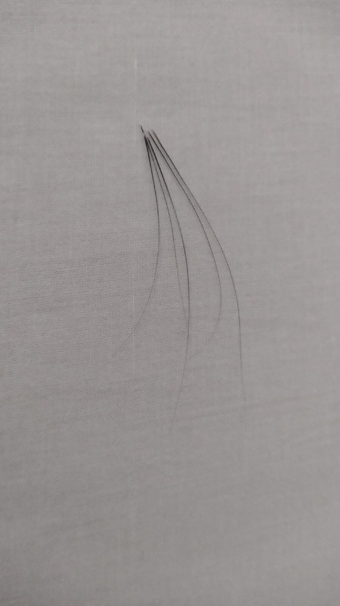Real Cat Whiskers, Genuine Natural Feline Whiskers | eBay