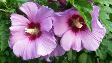 5 ROSE OF SHARON HIBISCUS $25 6-12" rooted vintage seedling trees + 7.00 USA 