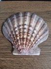 Lions Paw Sea Scallop Shell approx. 5 1/2" wide and 5 1/2" tall, Stunning Colors — photo 1