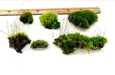 6 count Live Moss Clump Pieces - Living Moss for Terrarium, Vivarium, Palidarium
