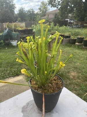 TWO Sarracenia Flava - North/South Carolina Crosses - Steve Galic Cross - 5+ GP