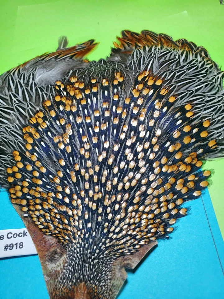 Jungle Cock Cape SUPER AAAAA 918 - Image 2 of 4