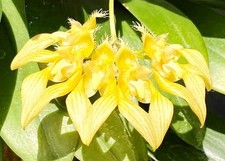 Bulbophyllum annandalei fma. alba, Orchid Species, Orchid plant, RARE