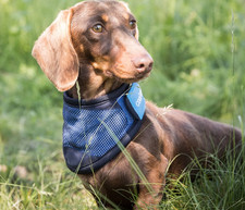 Cool on Track Cooling Dog Bandana