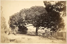 Pascal Amarante, Menton Vintage Albumen Print. Back label "Pascal Amara"