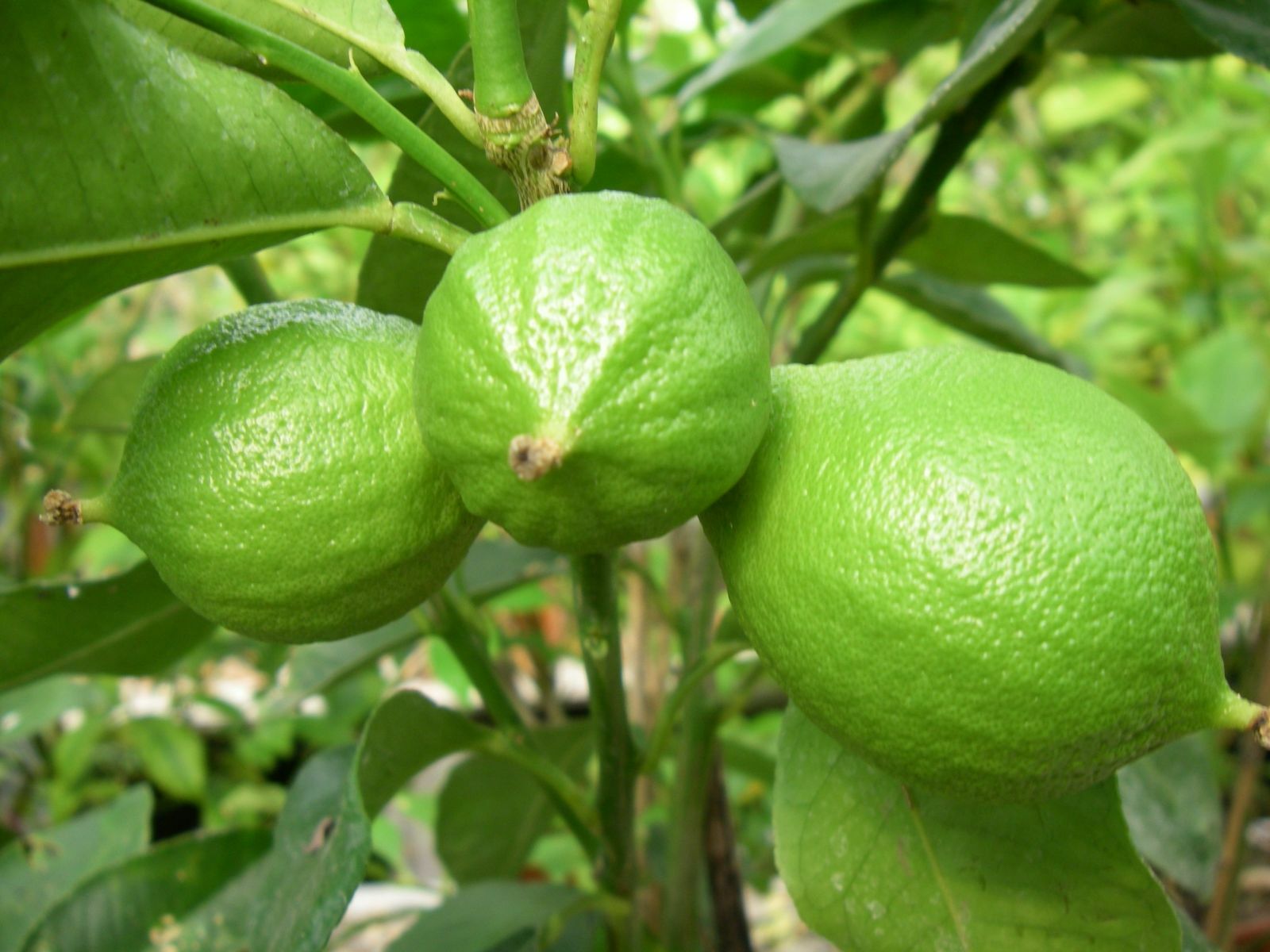 Bergamote Citrus Bergamia 80 cm, agrume persistant facile à cultiver