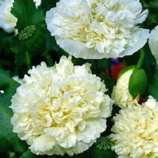 105 SEEDS poppy CREAM PEONY papaver paeoniflorum POPPIES GroCo BUY 15-SHIPS FREE