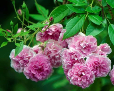 Rose H!Baby Shabetpoa Primae。      1 Rose H!Baby Shabetpoa Primae。 1