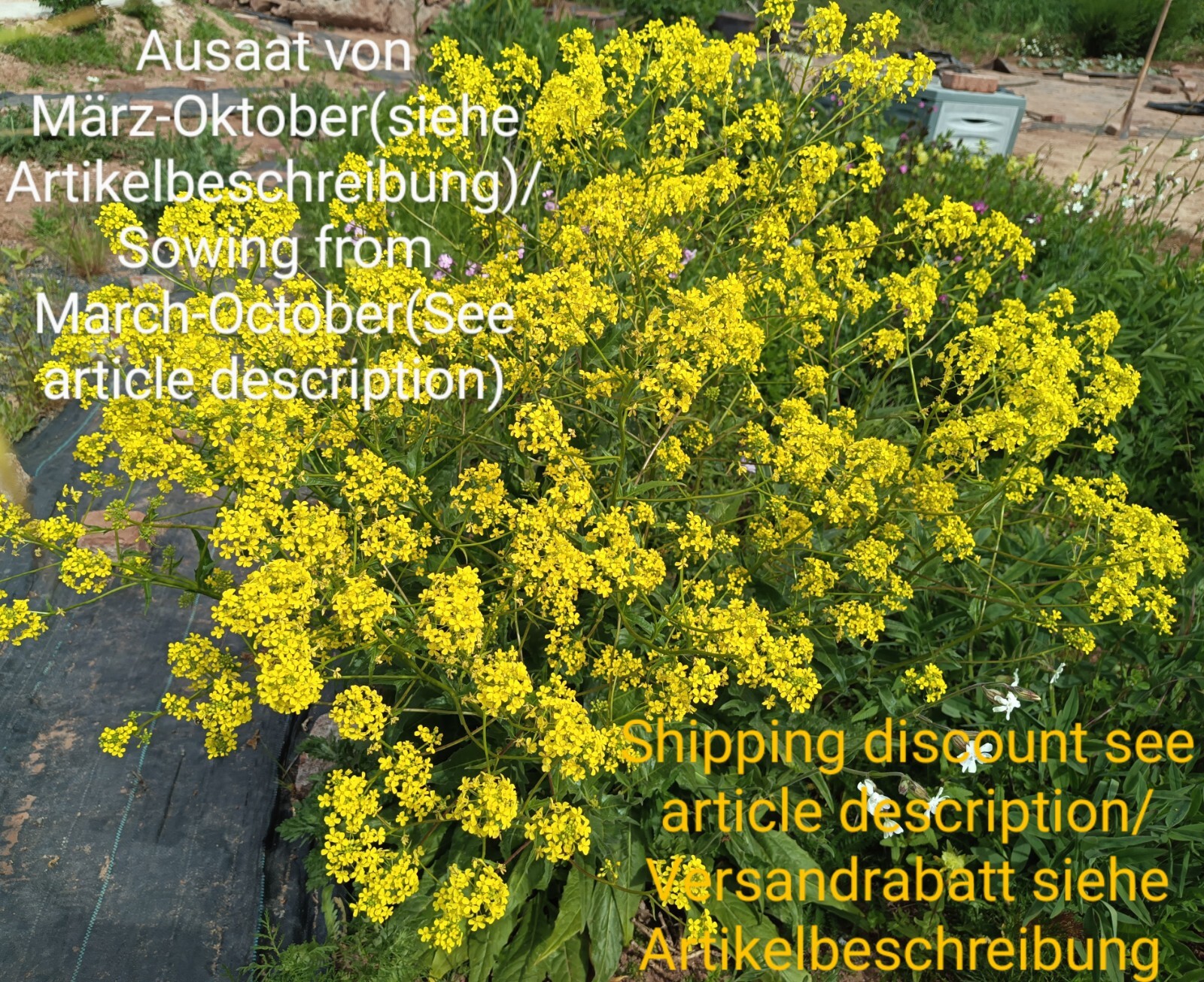 Bollos dentados, bunias orientalis, turkish rocket, 30 semillas, semillas, verduras silvestres