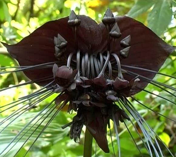 Tacca chantrieri, Black Bat Flower Orchid, Very Fresh 10 Se eds