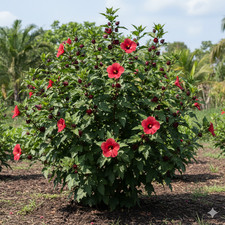 Hibiscus Sabdariffa Seeds Roselle Red Sorrel Flower Tea Plant Garden