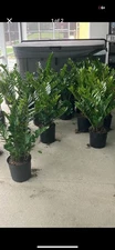 Mature ZZ Plant Indoor or Patio Plant. Compare To Home depots Pricing.