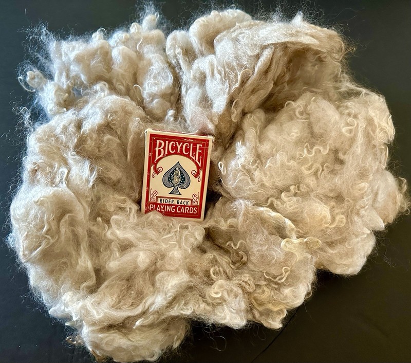 Raw Mohair Fleece 9oz Angora Goat Natural Cedar Curly Locks Spinning Fiber X12