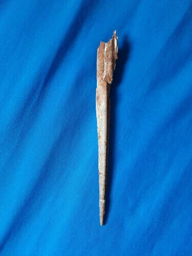Rare Cretaceous Pterosaur (Apatorhamphus) beak tip fossil - Kem Kem, Morocco - Picture 8 of 8