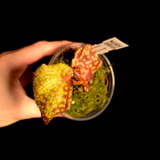 Sonerila sp. - Very Rare - Terrarium Plant - P0341