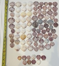 90 LOT SEA SHELLS SANIBEL, FLORIDA SCALLOPS MIX SIZE  COLOR CRAFT OR COLLECT