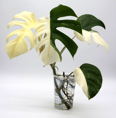 Monstera Albo Borsigiana Variegated Top Cutting Rooted | eBay