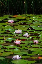 Water Lotus Seeds Pack of 5