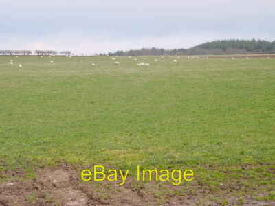 Photo 6x4 Sheep Grazing Thomas Close  c2006