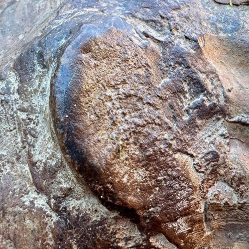 FÓSIL TRILOBITE CAMBROBALLAS TELESTO GIGANTE 10", Cámbrico Medio, Djbel Ougnat, - Imagen 2 de 3