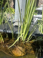 Cold Hardy Variegated Sweet Flag Aquatic Marginal Pond Plant -