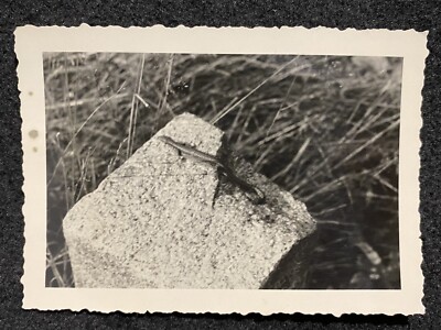 Lizard On Rock Reptile Skink Gecko Antique Snapshot Photo