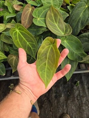 Anthurium (Dreslerii 'Ree Gardens' / Papillilaminum 'Ree Gardens') x open (A29)