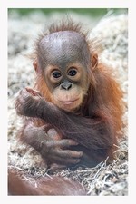 Blackpool Zoo Cute Baby Animal Fridge Magnets