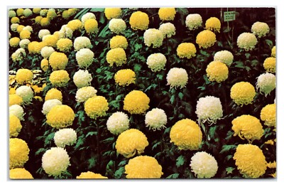1950s - Fall Flower Show Phipps Conservatory - Pittsburgh, Pennsylvania Postcard