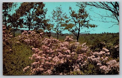 Mountain Laurel Pennsylvania State Flower Curteichcolor Postcard PA