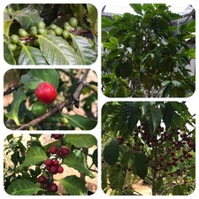 Kaffeestrauch Coffea arabica Kaffeebaum alte Heilpflanze Kübelpflanze Kaffee