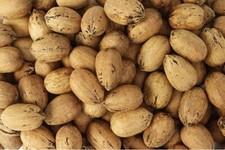 INSHELL Fresh Texas Raw Pecans Bagged  Millican Pecan  San Saba, Texas