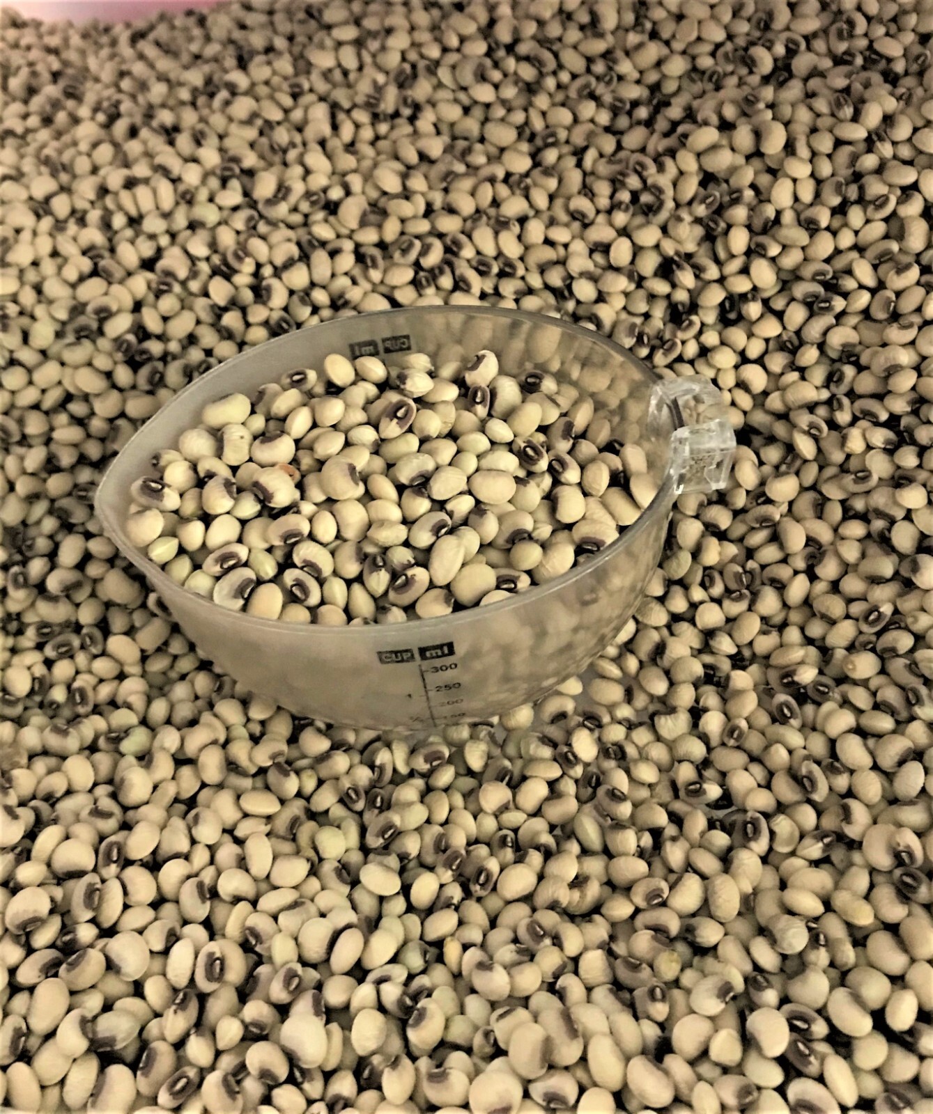 500+ seed 4 oz Mississippi Pinkeye Purple Hull Cowpeas Germ 80 eBay