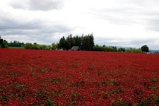 SeedRanch Crimson Clover Seed: Nitro-Coated & Inoculated - 10 Lbs.