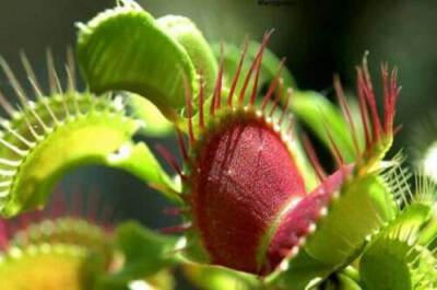 DIONAEA MUSCIPULA VENUS FLYTRAP - Fleischfressende Pflanze, 25 Samen...