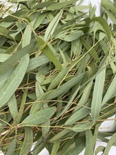 Eucalyptus Leaves Organic Dried Cut Hawaii Grown 1 oz