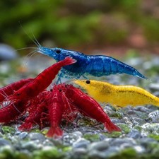 7 Yellow 7 Fire Red 7 Blue Dream Neocaridina Shrimp Live + Free Shipping...