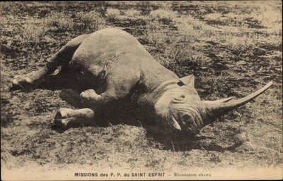 Ak Missions des P. P. du Saint-Esprit, Rhinoceros abattu - 3821321